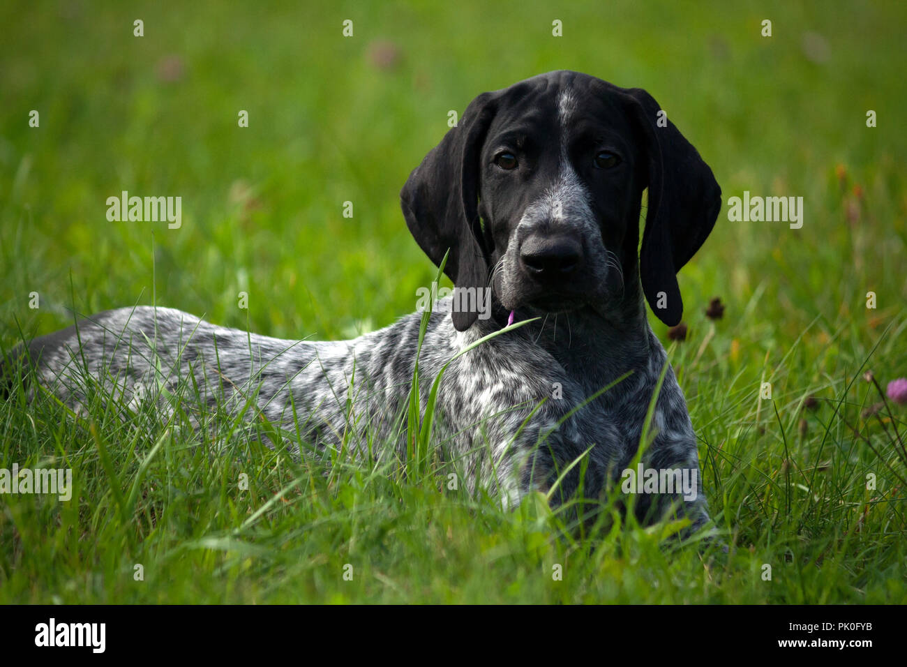 Il tedesco shorthaired puntatore, kurtshaar uno maculato cucciolo nero giacente su erba verde, faccia rivolta alla telecamera, sera, close-up ritratto, Foto Stock