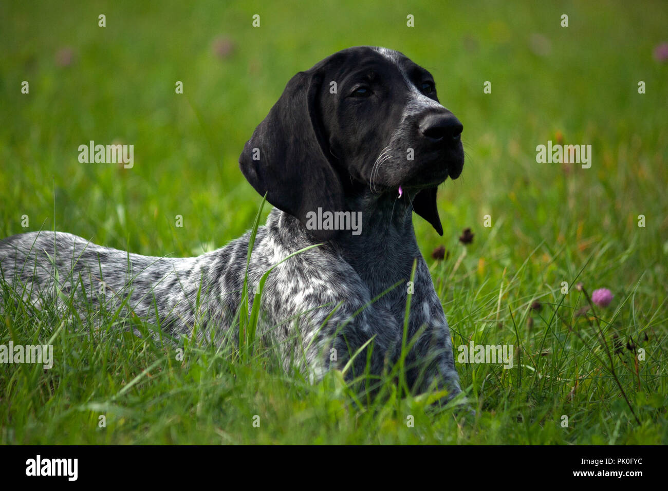 Il tedesco shorthaired puntatore, kurtshaar uno maculato cucciolo nero giacente su erba verde, museruola in profilo, sera, close-up ritratto, Foto Stock