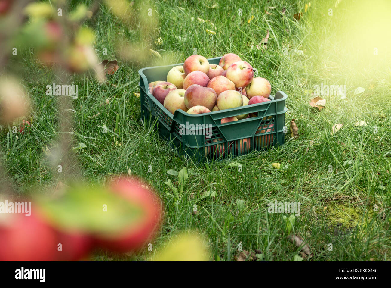 Fresca estate organico le mele in un giardino verde box. Raccolta raccolta su un concetto di fattoria Foto Stock