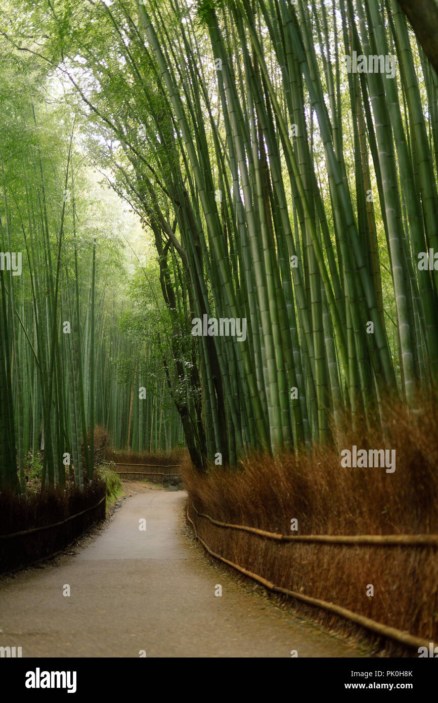 Arashiyama foresta di bamboo il percorso artistico di uno scenario tranquillo a Kyoto, in Giappone. Foto Stock