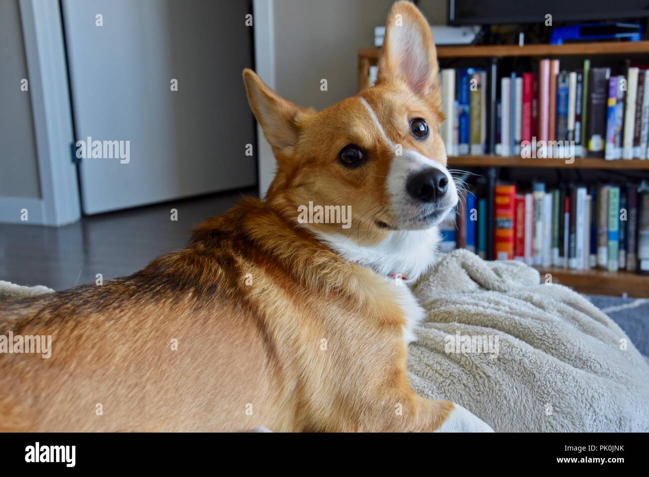 Un rosso sable Pembroke Welsh Corgi godendo di primavera meteo. Foto Stock