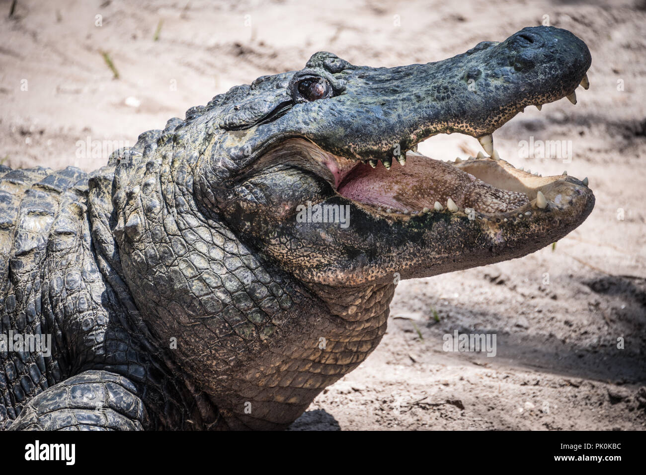 Alligatore con bocca aperta a sant'Agostino Alligator Farm Zoological Park di St. Augustine, Florida. (USA) Foto Stock