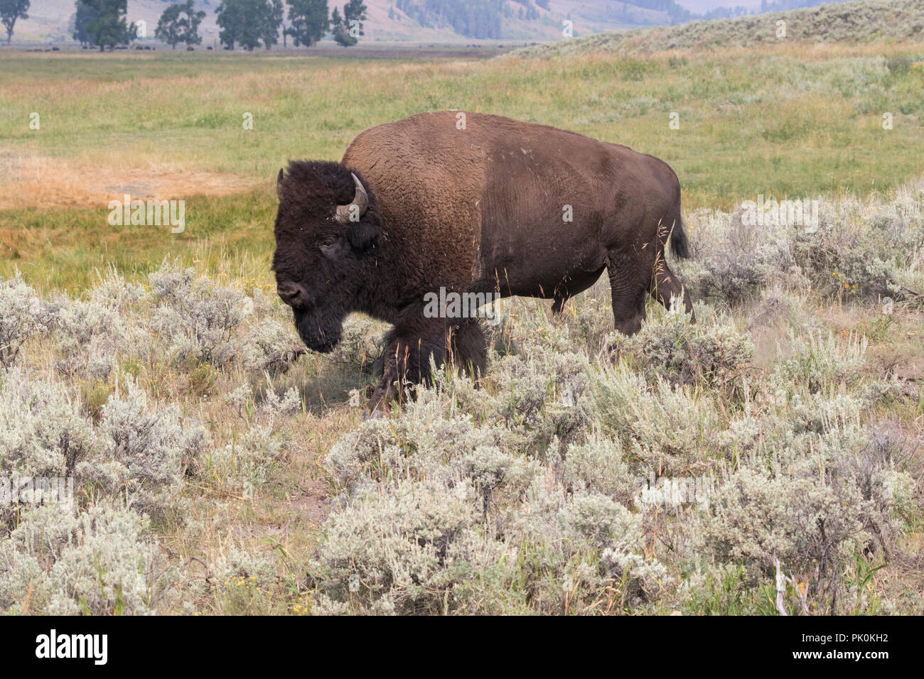 Bufalo americano (Bison bison) Foto Stock