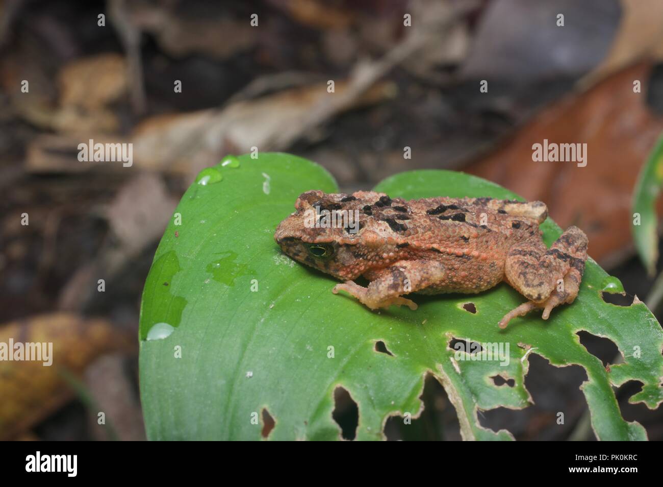 Una piccola foresta Toad (Ingerophrynus divergens) appiattito su una foglia nel Parco Nazionale di Gunung Mulu, Sarawak, Est Malesia, Borneo Foto Stock