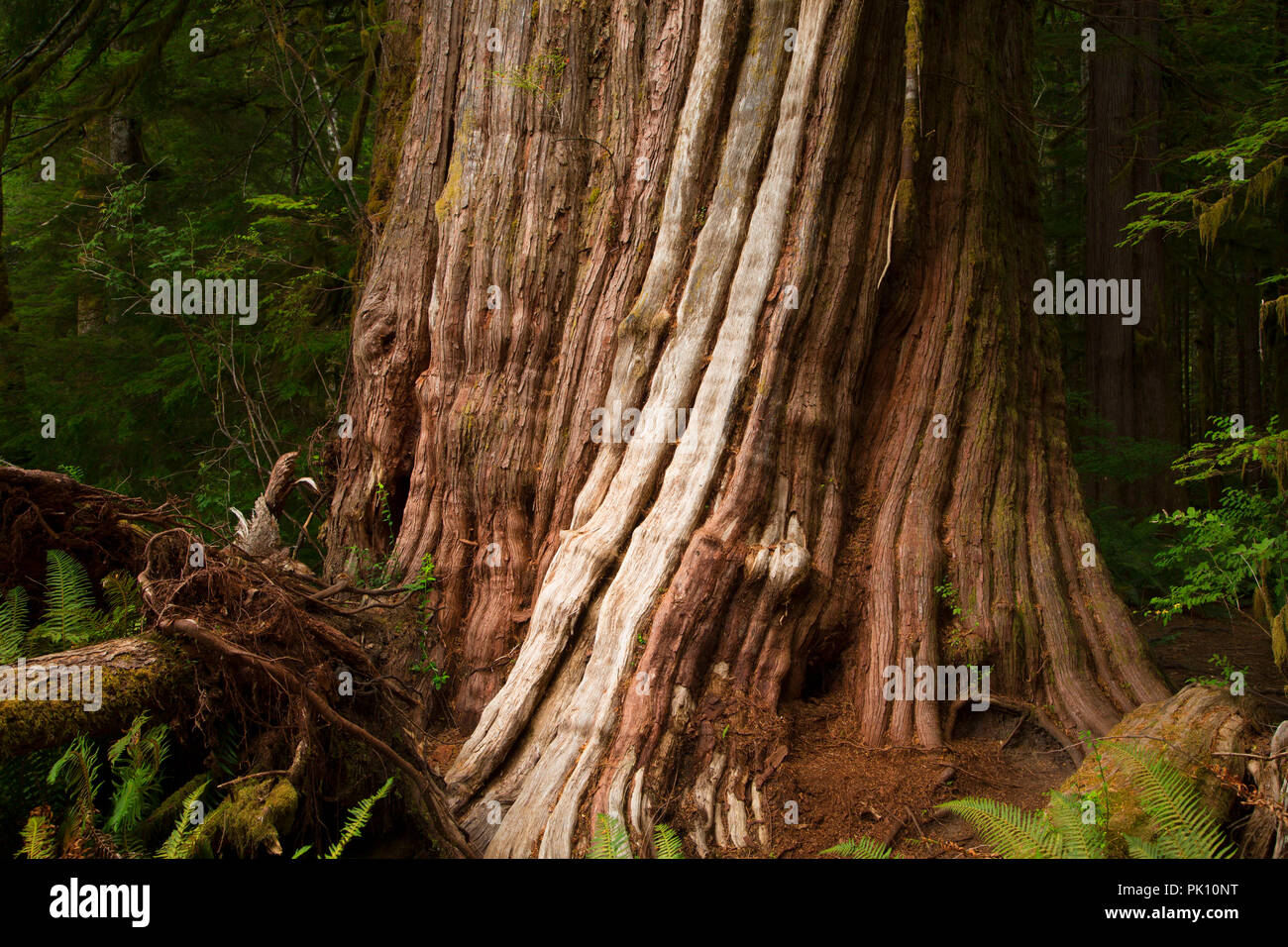 Giant western red cedar tronco lungo Canoe Creek Giant Cedar Trail, Alberni-Clayoquot distretto regionale, British Columbia, Canada Foto Stock