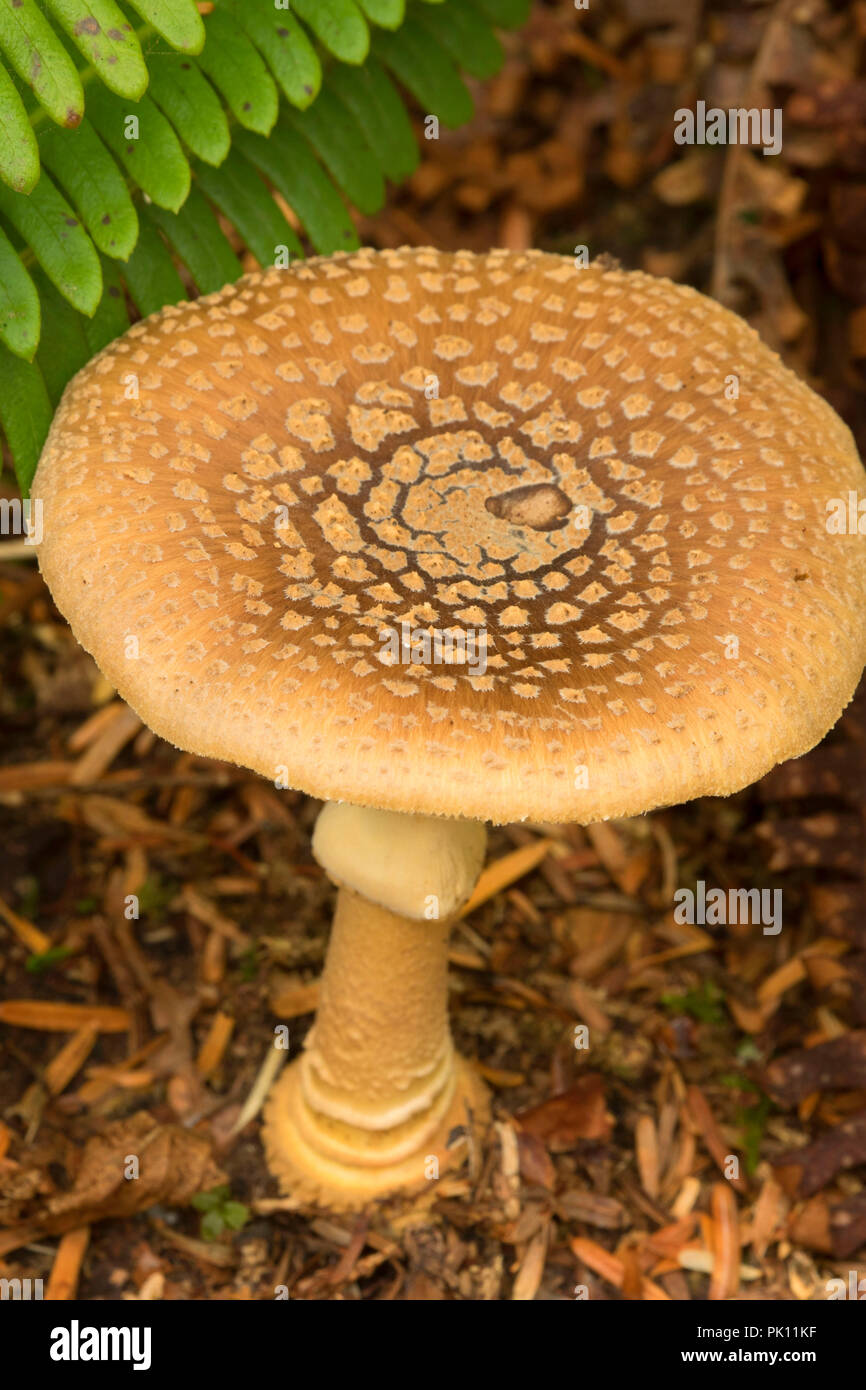 Testa a fungo, Wild Pacific Trail, Ucluelet, British Columbia, Canada Foto Stock