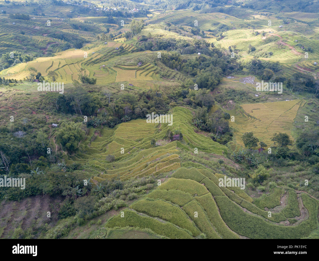 Vista aerea guardando giù per la collina di campi di riso presso il Golo Cador terrazze di riso in Ruteng sull isola di Flores, Indonesia. Foto Stock