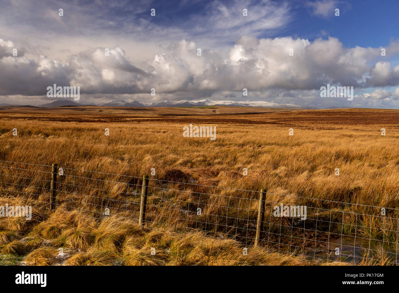 Le montagne di Snowdonia con la brughiera in primo piano, Snowdonia, il Galles del Nord Foto Stock