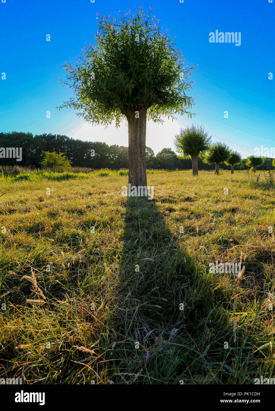 Il lecca-lecca Tree Foto Stock