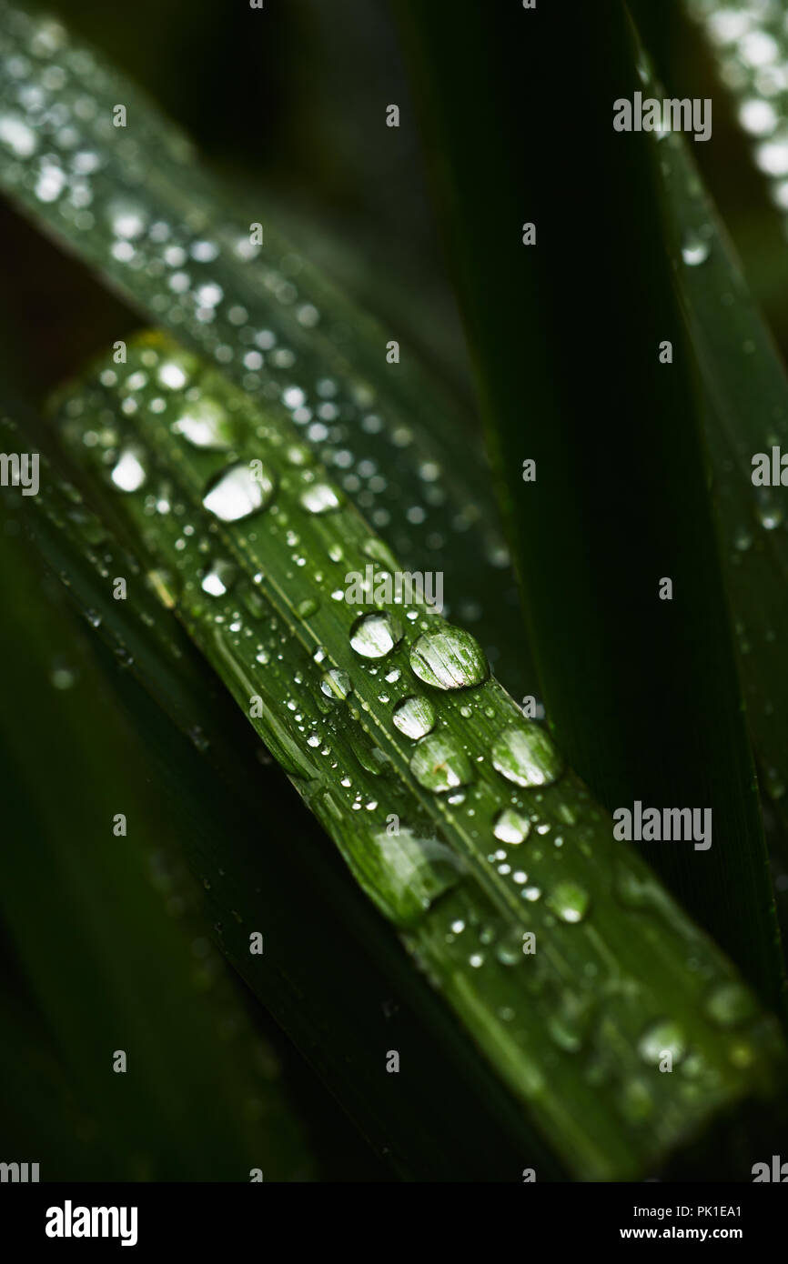 Pale umide di erba Foto Stock