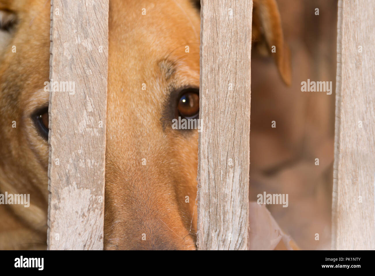Cane vittima di abusi sugli animali e i maltrattamenti Foto Stock