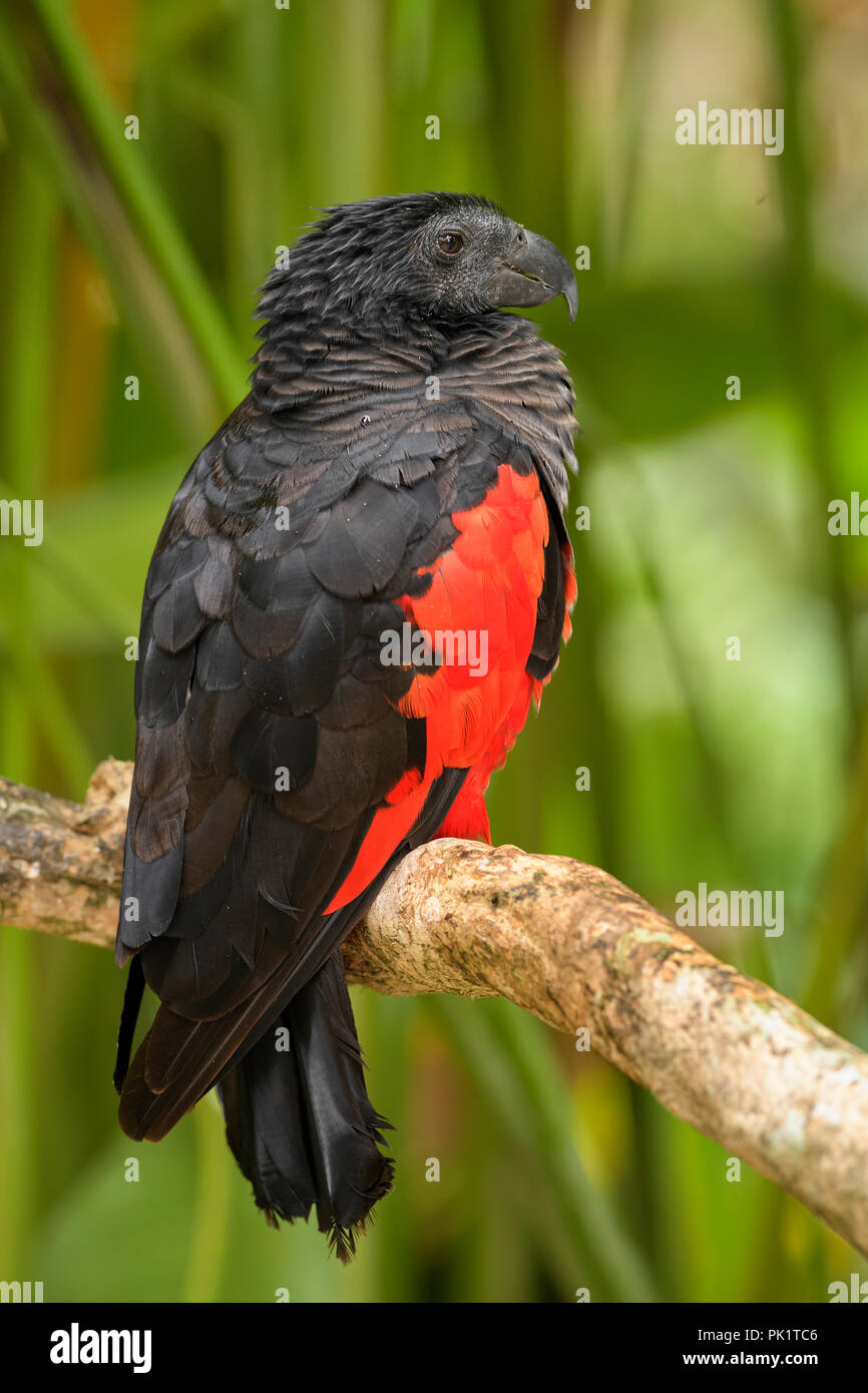 Pesquet's Parrot - Psittrichas pharomachrus, grande nero e red parrot dalla Nuova Guinea le foreste e i boschi. Foto Stock
