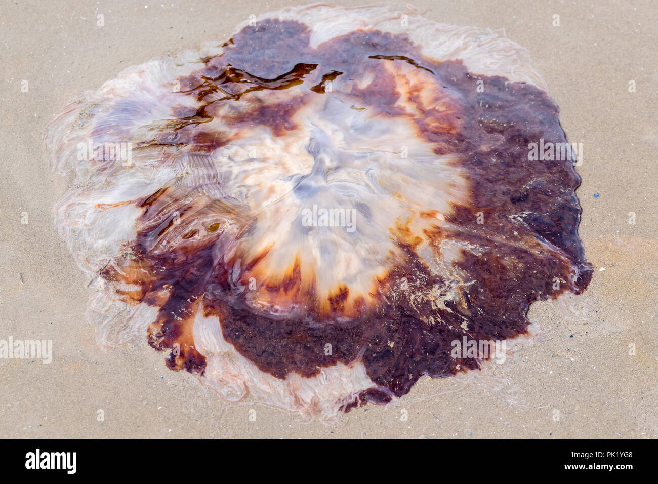 Leone la criniera meduse Cyanea capillata bloccati sulla spiaggia Foto Stock