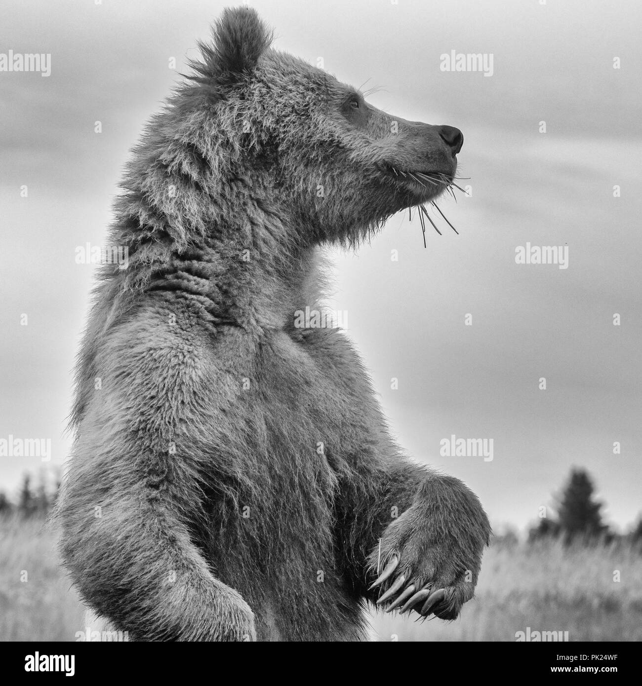Coastal l'orso bruno (Ursus arctos), il lago Clark NP, Alaska Foto Stock