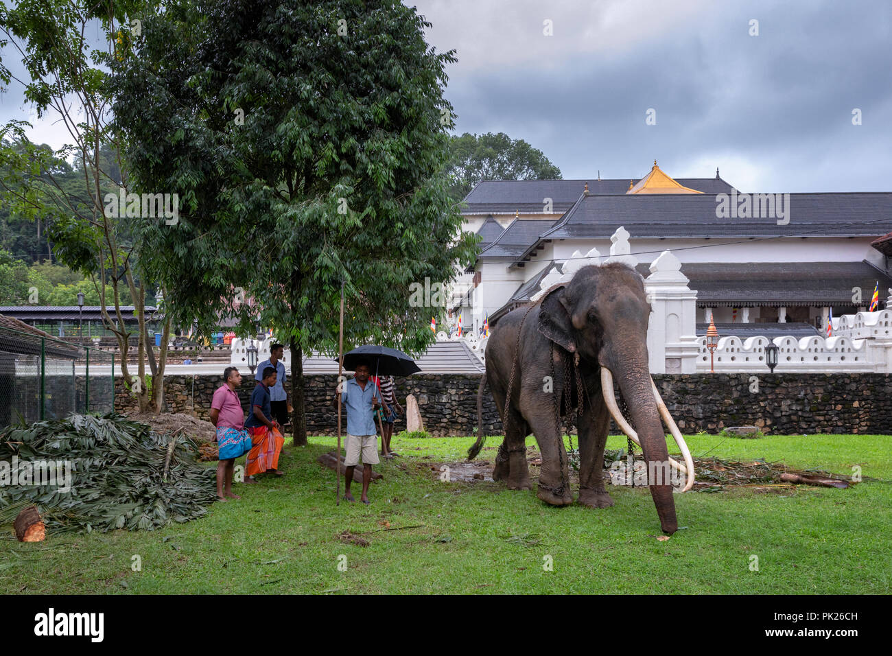 Elefante incatenato davanti il tempio della Sacra Reliquia del Dente, Kandy, Sri Lanka Foto Stock