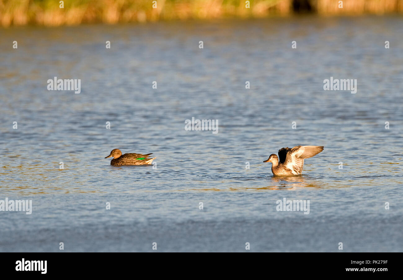 Comune (Teal Anas crecca) Sarcelle d'hiver Foto Stock