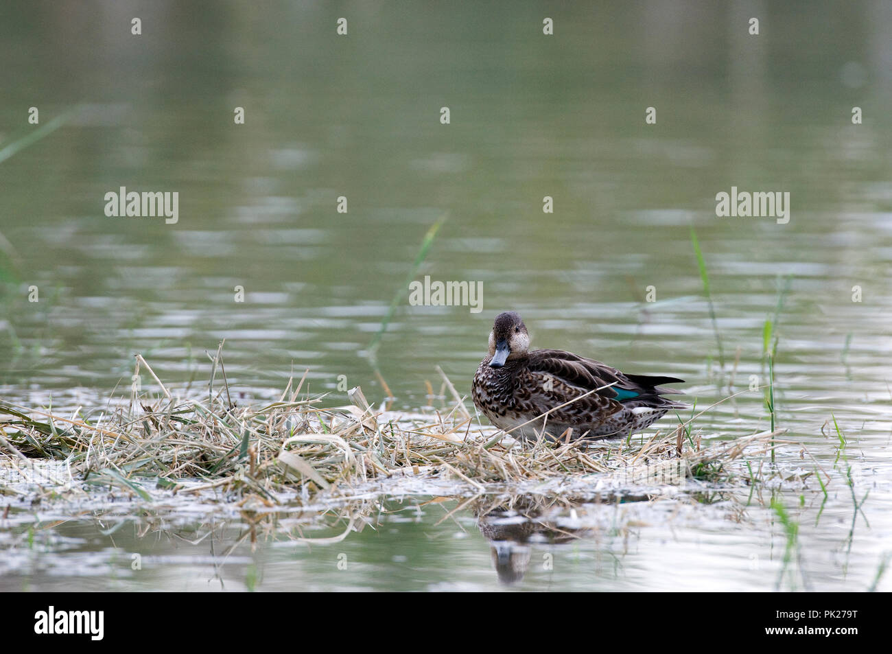 Comune (Teal Anas crecca) femmina Sarcelle d'hiver Foto Stock