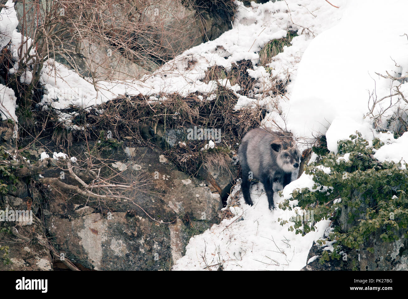 Serow giapponesi in inverno (Capricornis crispus), Giappone Foto Stock