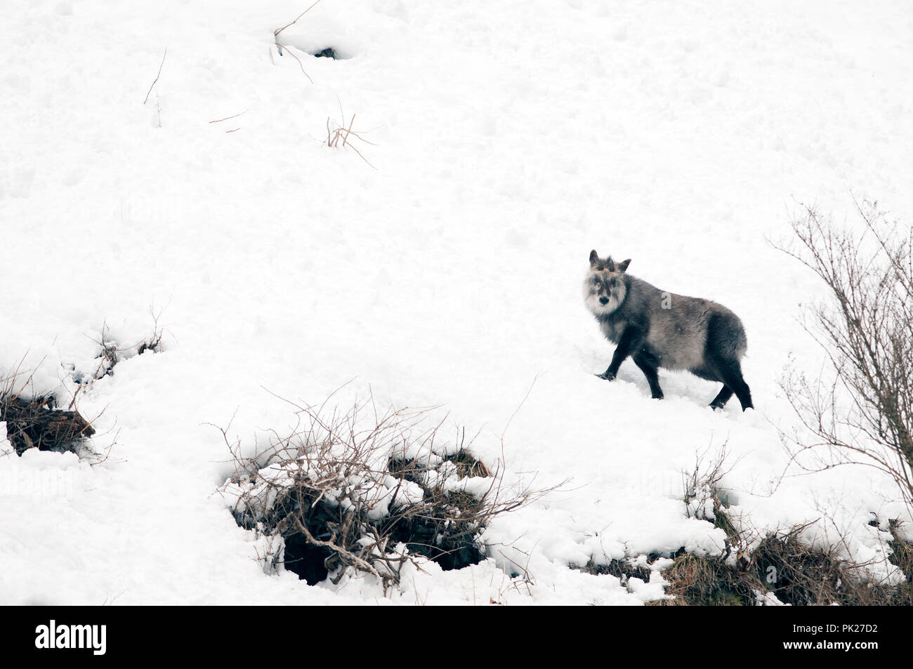 Serow giapponesi in inverno (Capricornis crispus), Giappone Foto Stock