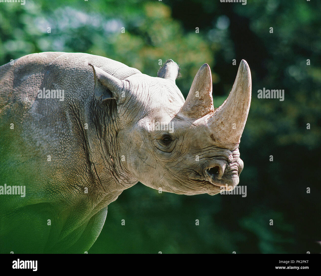 Rinoceronte nero (Diceros simum) rinoceronte noir Foto Stock