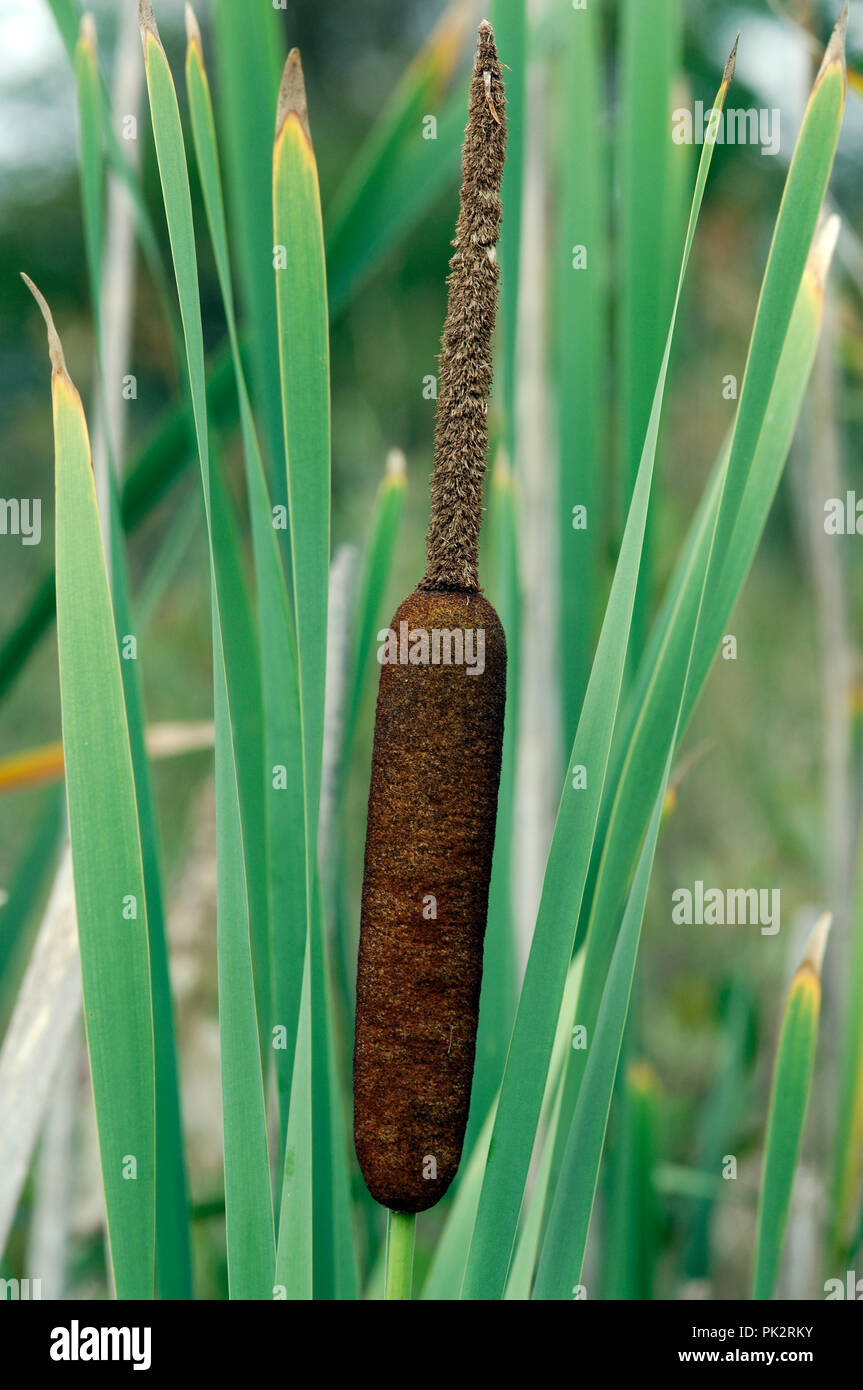 Giunco di palude Reed (Typha latifolia) Roseau à massette - Massette à ampia feuilles Foto Stock