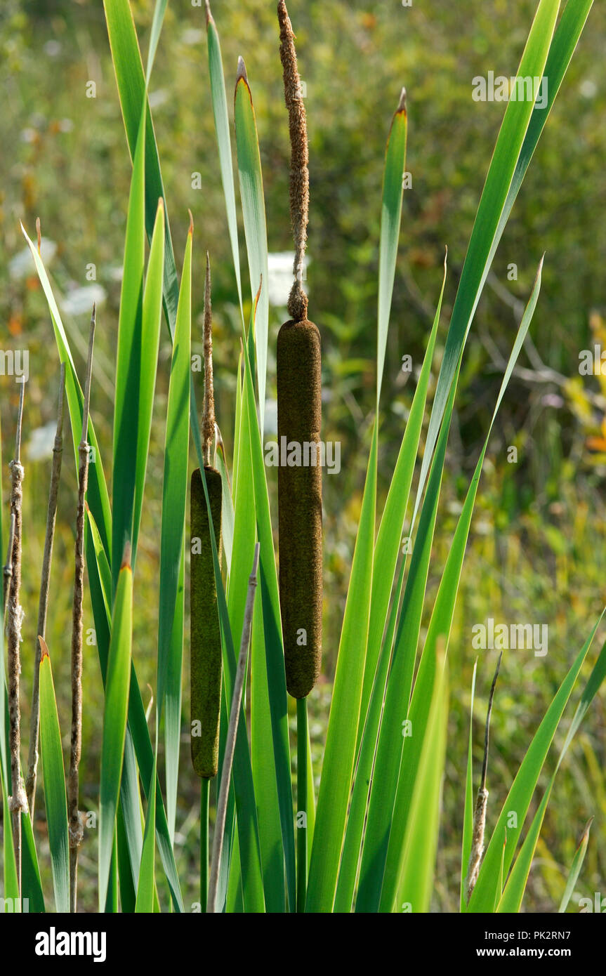 Giunco di palude Reed (Typha latifolia) Roseau à massette - Massette à ampia feuilles Foto Stock