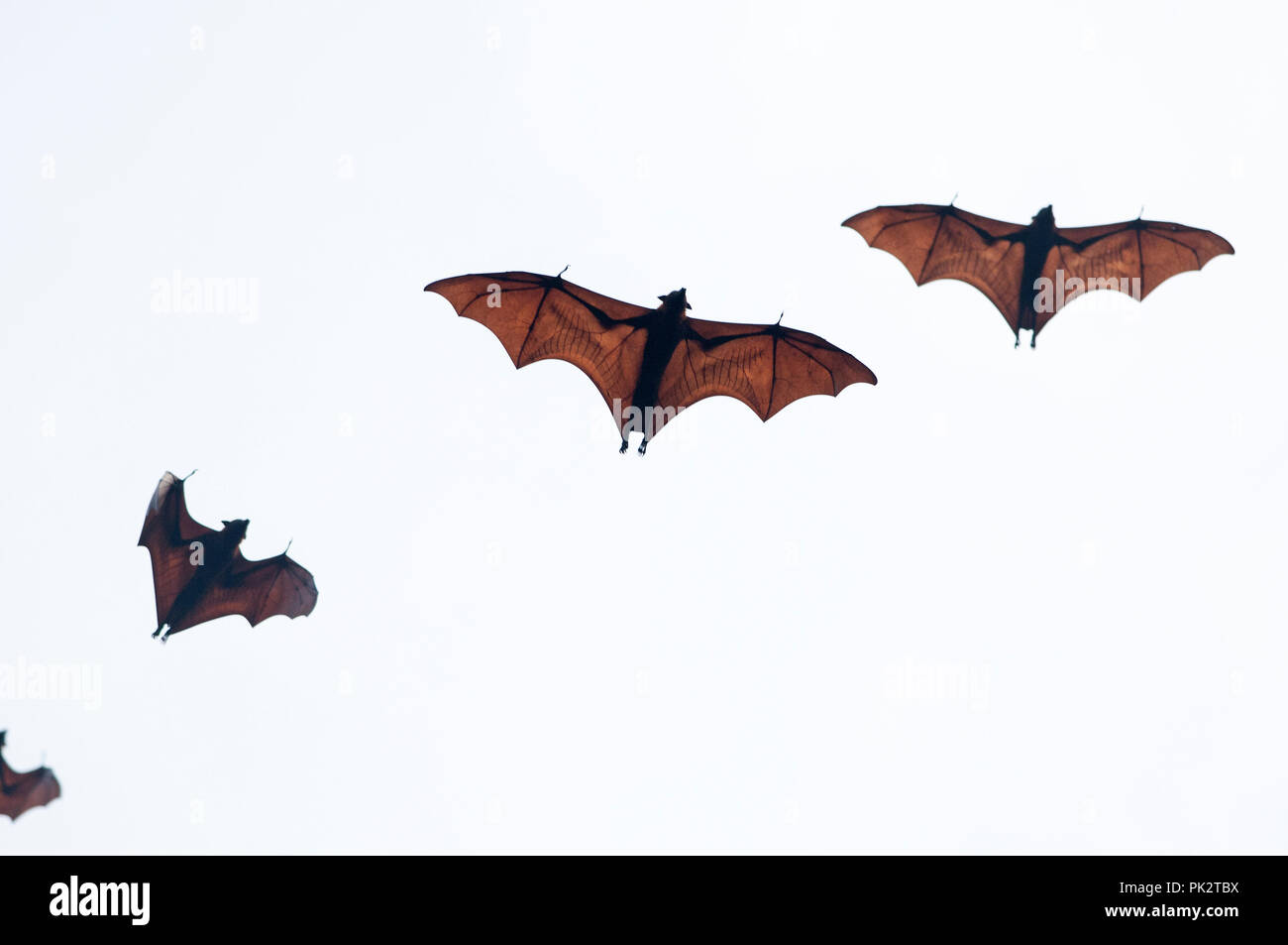 Largo Flying Fox (Pteropus vampyrus) - Thailandia meridionale Roussette de Malaisie - Grand renard volant Foto Stock