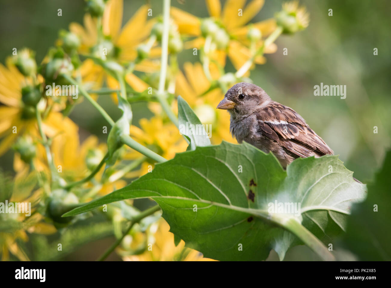 Una femmina di casa passero foraggi per un pasto tra qualche bicchiere di fioritura delle piante in Toronto Canada del popolare parco alta. Foto Stock