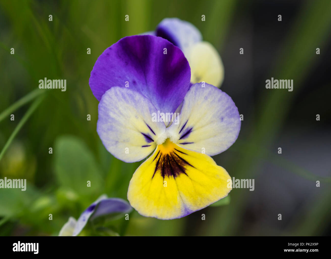 Viola "Endurio Blue giallo con ala viola' (Viola cornuta) fiore da annuale di fioritura delle piante in autunno nel West Sussex, in Inghilterra, Regno Unito. Foto Stock