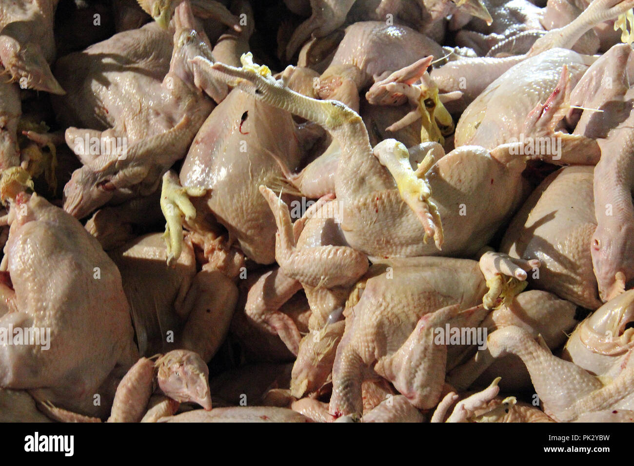 Polli di allevamento polli da carne a Bandung, Indonesia. Foto Stock