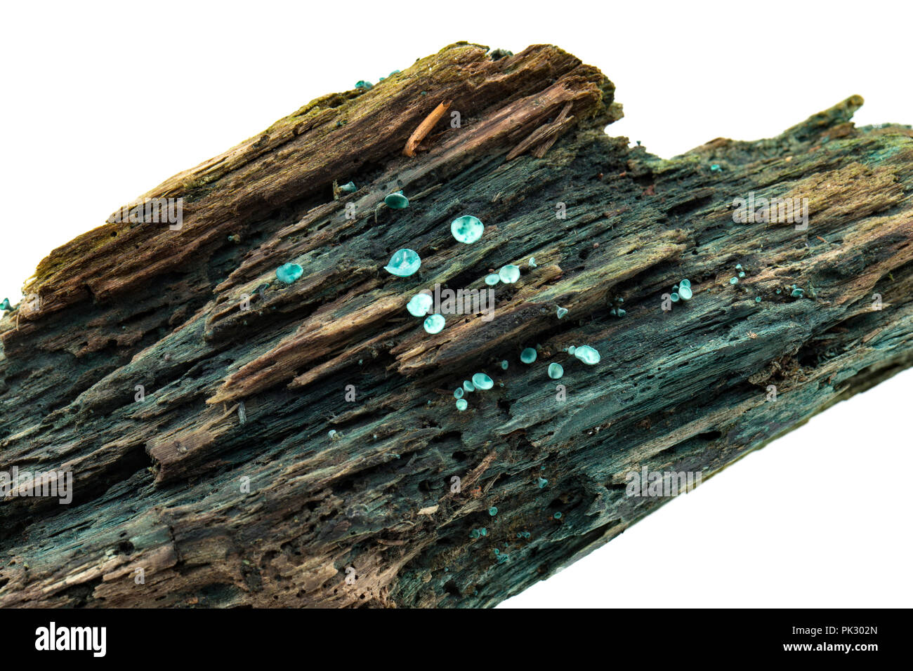 Green Elf Cup funghi, Chlorociboria aeruginascens, cresce su legno marcio e fotografati in studio. Il micelio dei funghi macchiano il legno blu-g Foto Stock