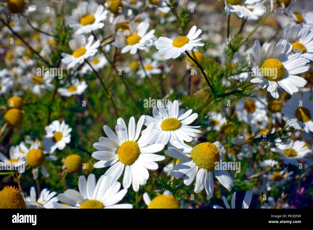 Tappeto di Oxeye selvatici margherite Soay su un isola deserta a sud di Iona nelle Ebridi Interne di Scozia Foto Stock