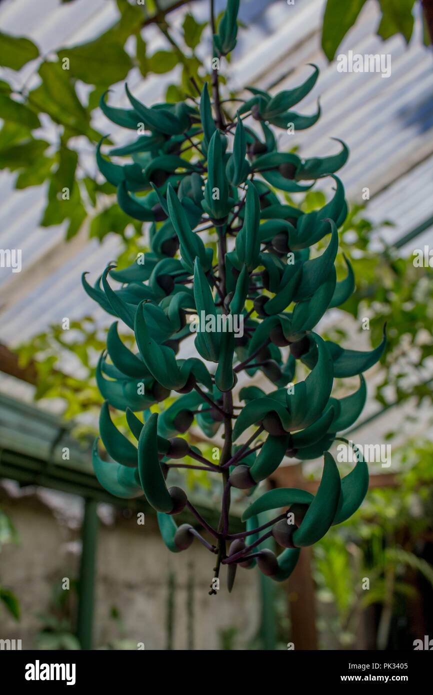 Jade Vine in un giardino in Guatemala Foto Stock