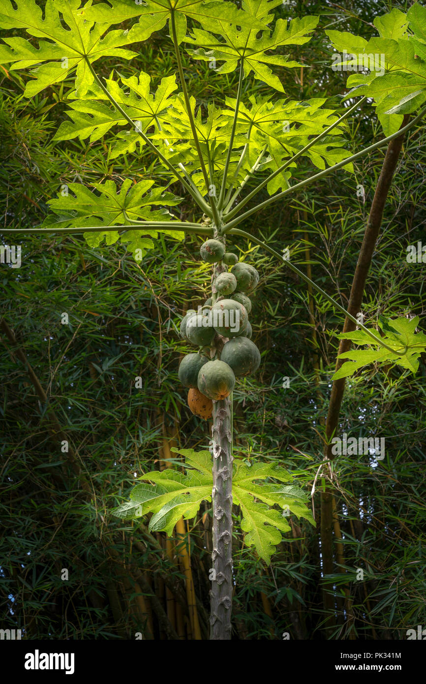 Coconut Palm Tree, foresta pluviale, Costa Rica Foto Stock