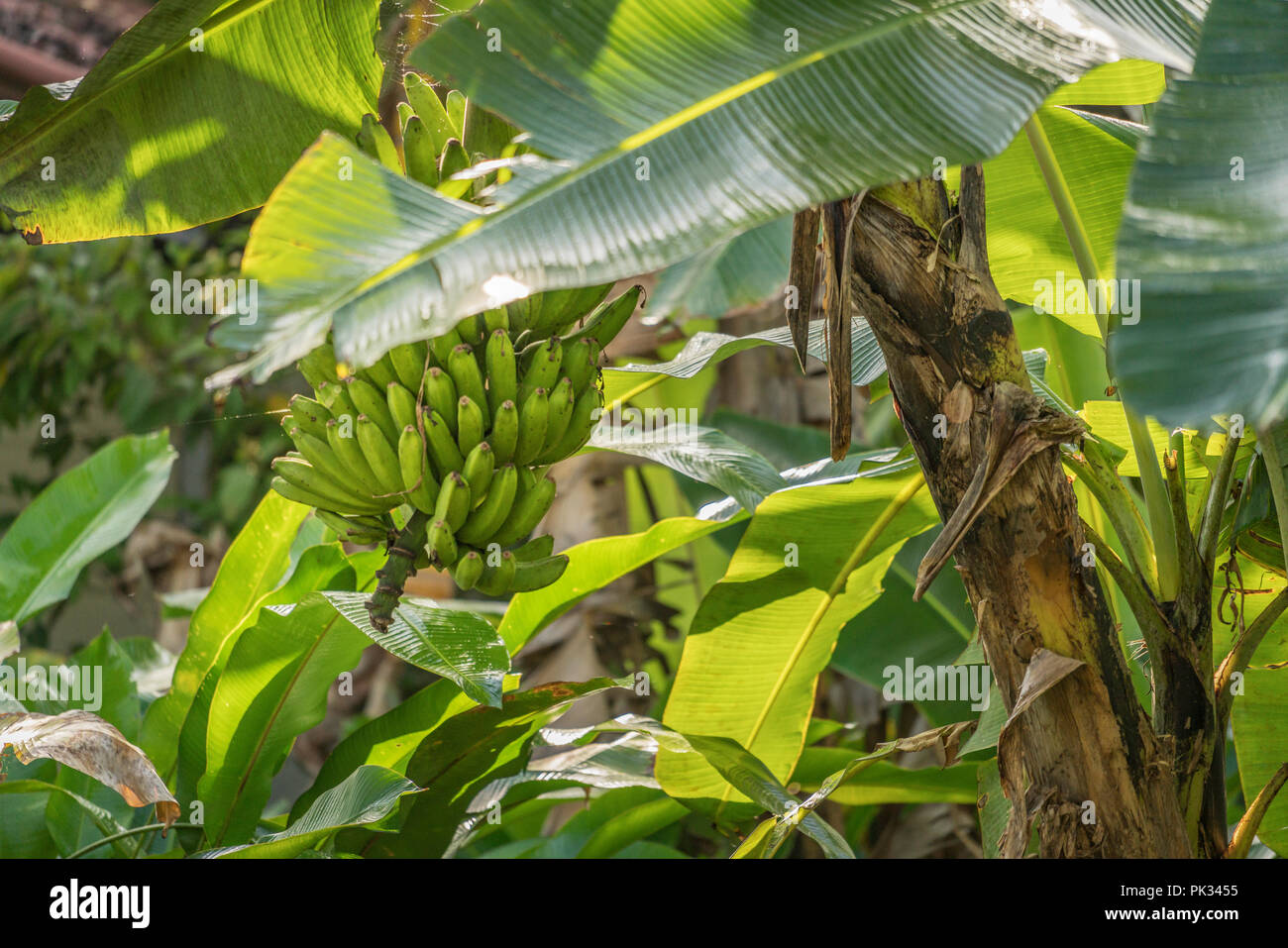 Albero di banana, Costa Rica Foto Stock
