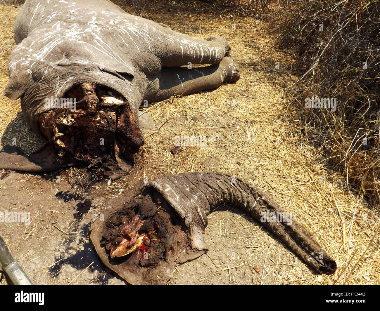 I resti di un elefante cotto in Ruaha National Park è abbastanza vicino a uno dei campeggi safari che sono state riprese erano chiaramente sentito una serata. Il Foto Stock