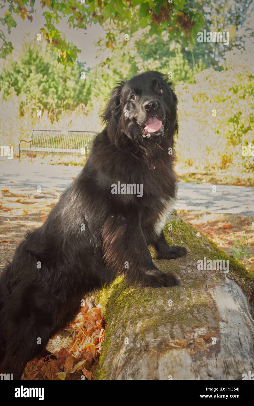 Cane di Terranova in piedi su un log in mezzo agli alberi. Foto Stock