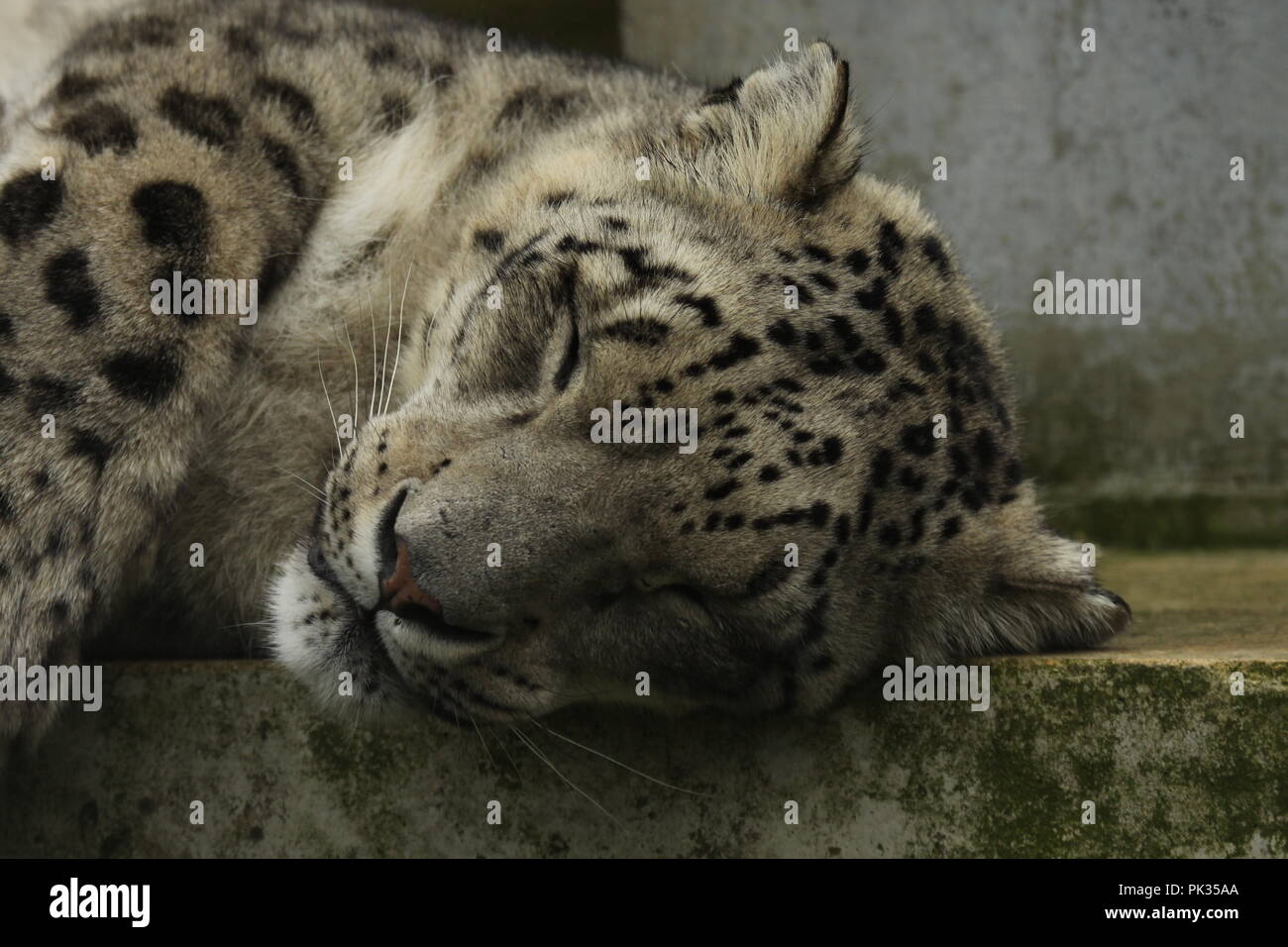 Snow Leopard in cattività Foto Stock