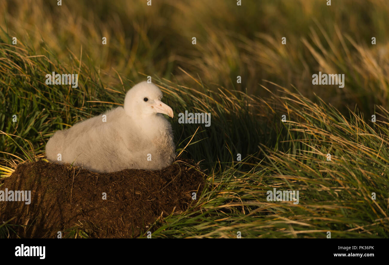 Una roverella Albatro errante (Diomedia exulans) pulcino su è il nido su Bird Island, Georgia del Sud, sub-antartiche Foto Stock