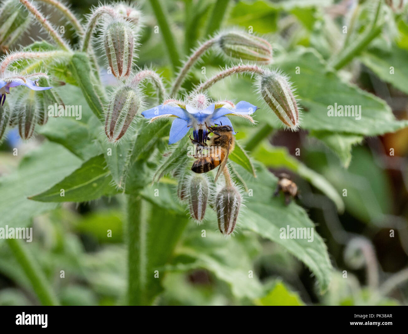 Un miele delle api alimentazione su un fiore di borragine Foto Stock