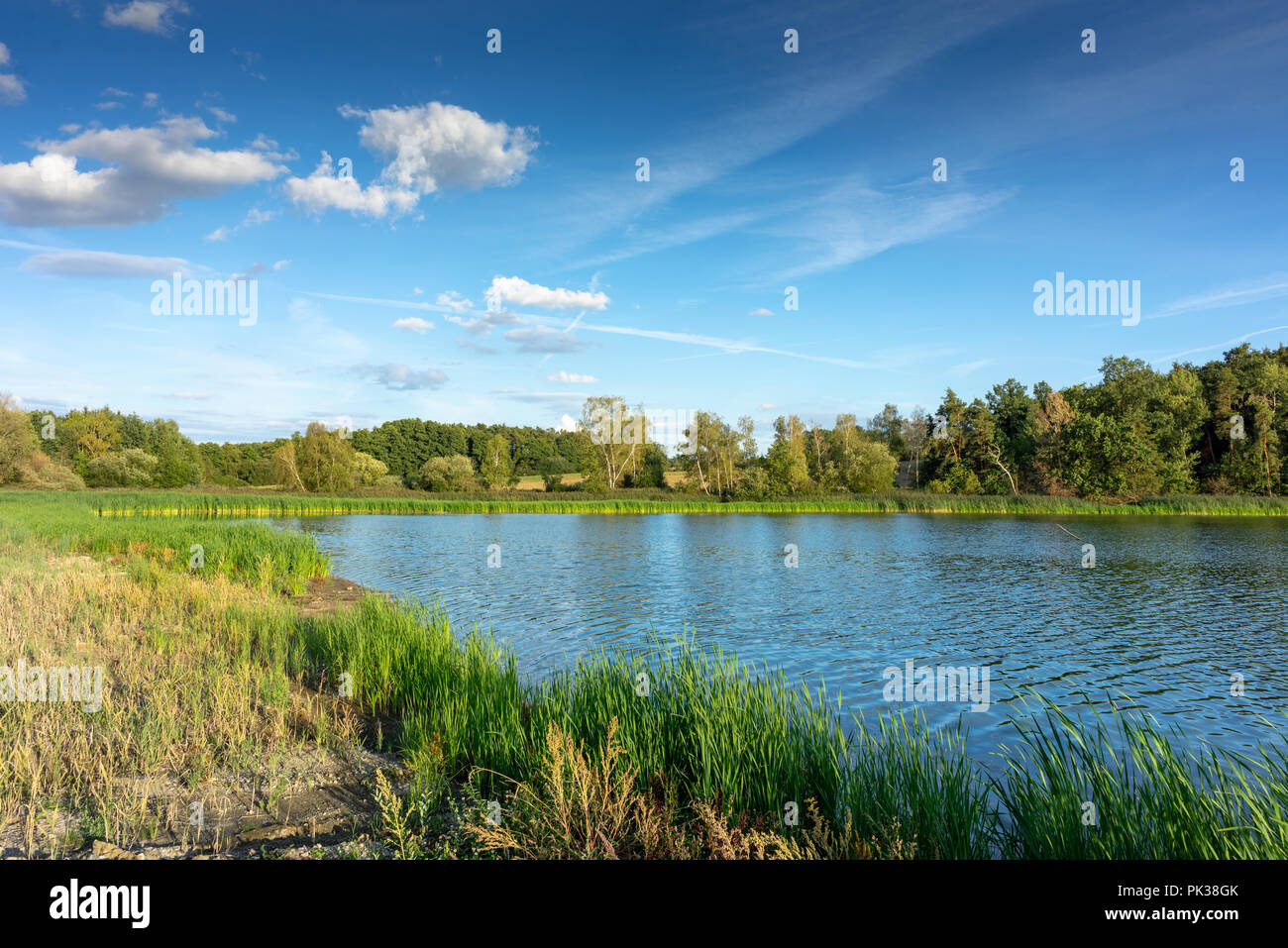 Piccolo lago con reed nella soleggiata estate paese. Paesaggio nella quiete della natura. Foto Stock
