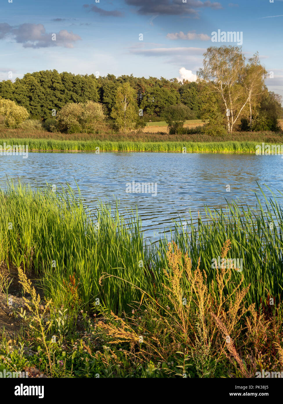 Piccolo lago con reed nella soleggiata estate paese. Paesaggio nella quiete della natura. Foto Stock