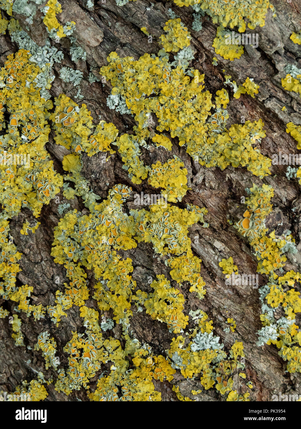 Il foliose lichen Xanthoria parietina crescono su un albero di mele Foto Stock
