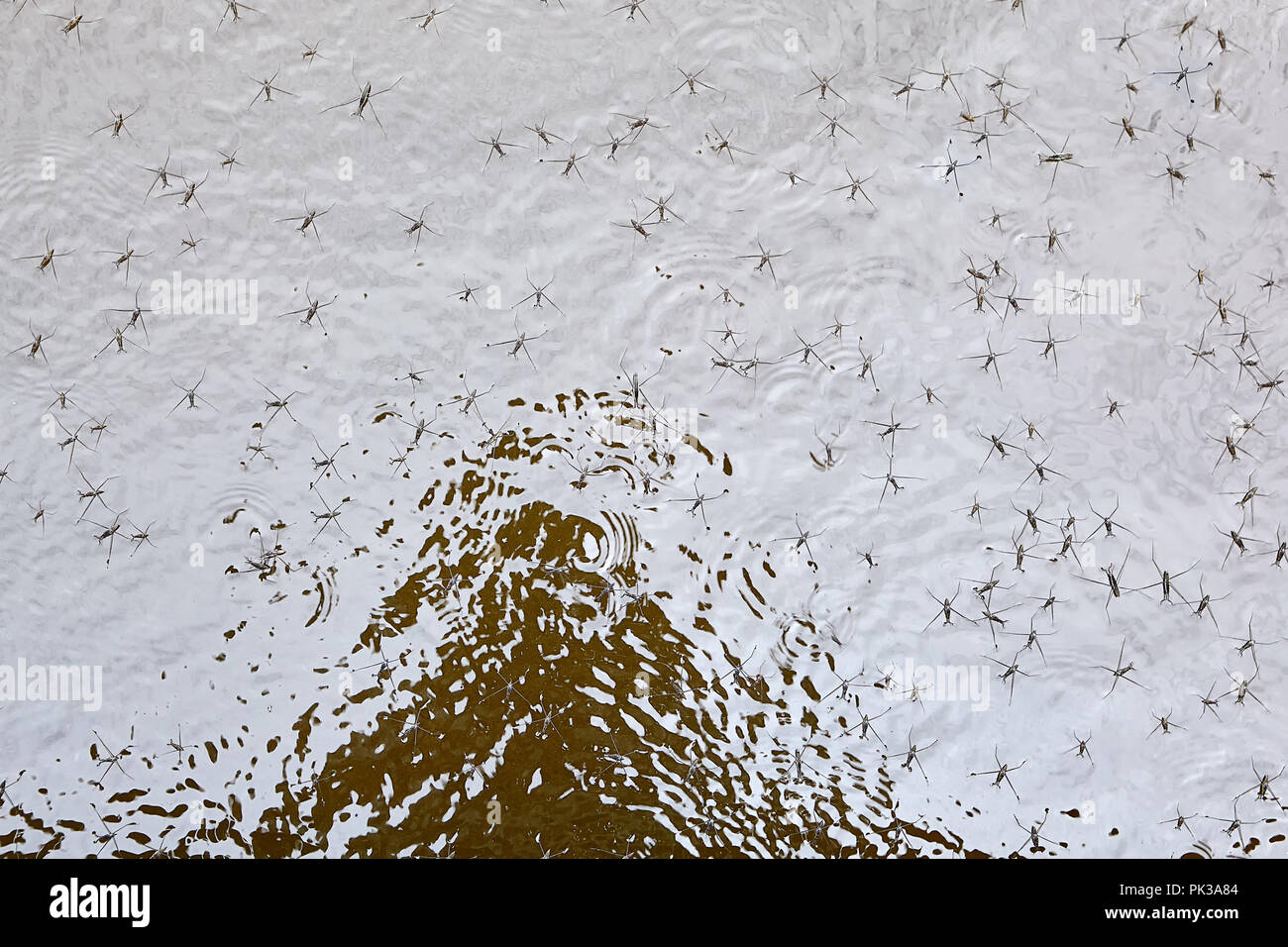 Coleotteri di acqua strider scivolano lungo la superficie dell'acqua, la texture di sfondo. Foto Stock