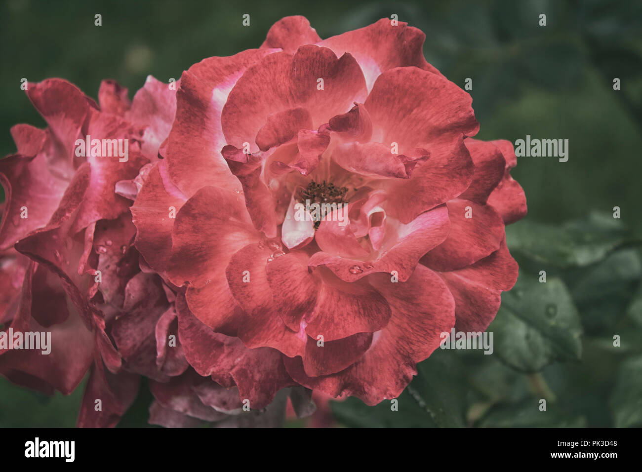 Bellissimo giardino rose. Rosa rosa. Sfondo di rose. Sfondo romantico. Foto Stock