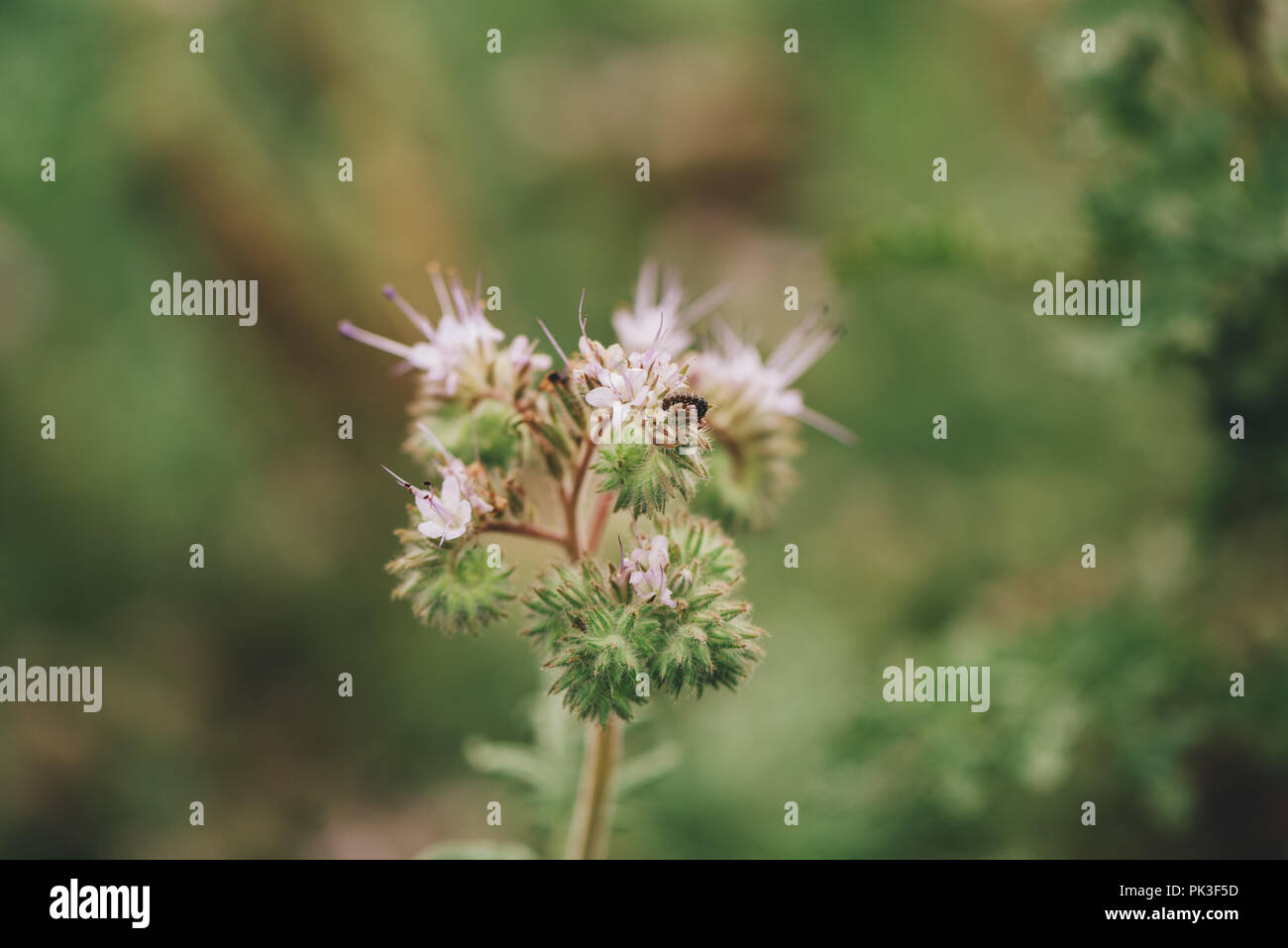 Phacelia tanacetifolia in fiore nel campo. Questa specie vegetale è anche noto con i nomi comuni di lacy phacelia, tansy blu o porpora tansy. Foto Stock