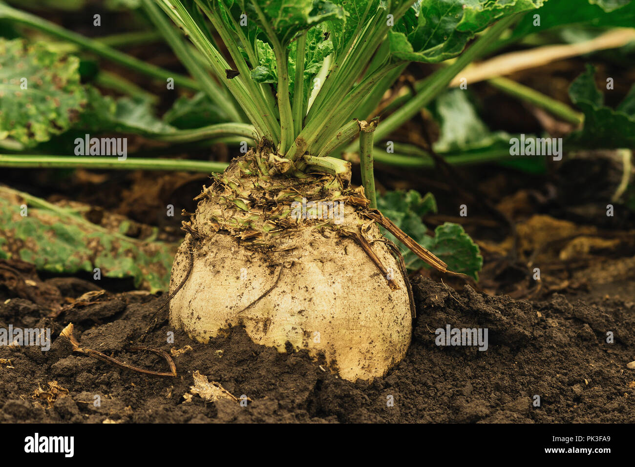 Organici di barbabietole da zucchero campo. Immagine con copia spazio. Foto Stock