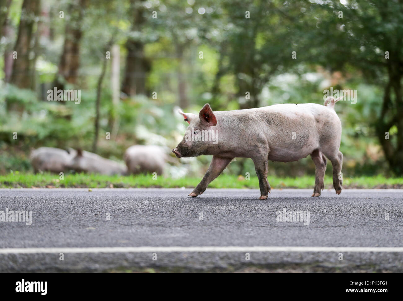 Suini domestici vagano per la strada vicino a Burley in Hampshire, il primo giorno di Pannage, o "Comune di montante', dove gli animali sono ammessi a vagare per la Nuova Foresta durante un periodo di tempo stabilito in autunno alla festa sul parco naturale de los Alcornocales che sono caduti, che in grande quantità sono pericolosi per il pony e il bestiame. Foto Stock