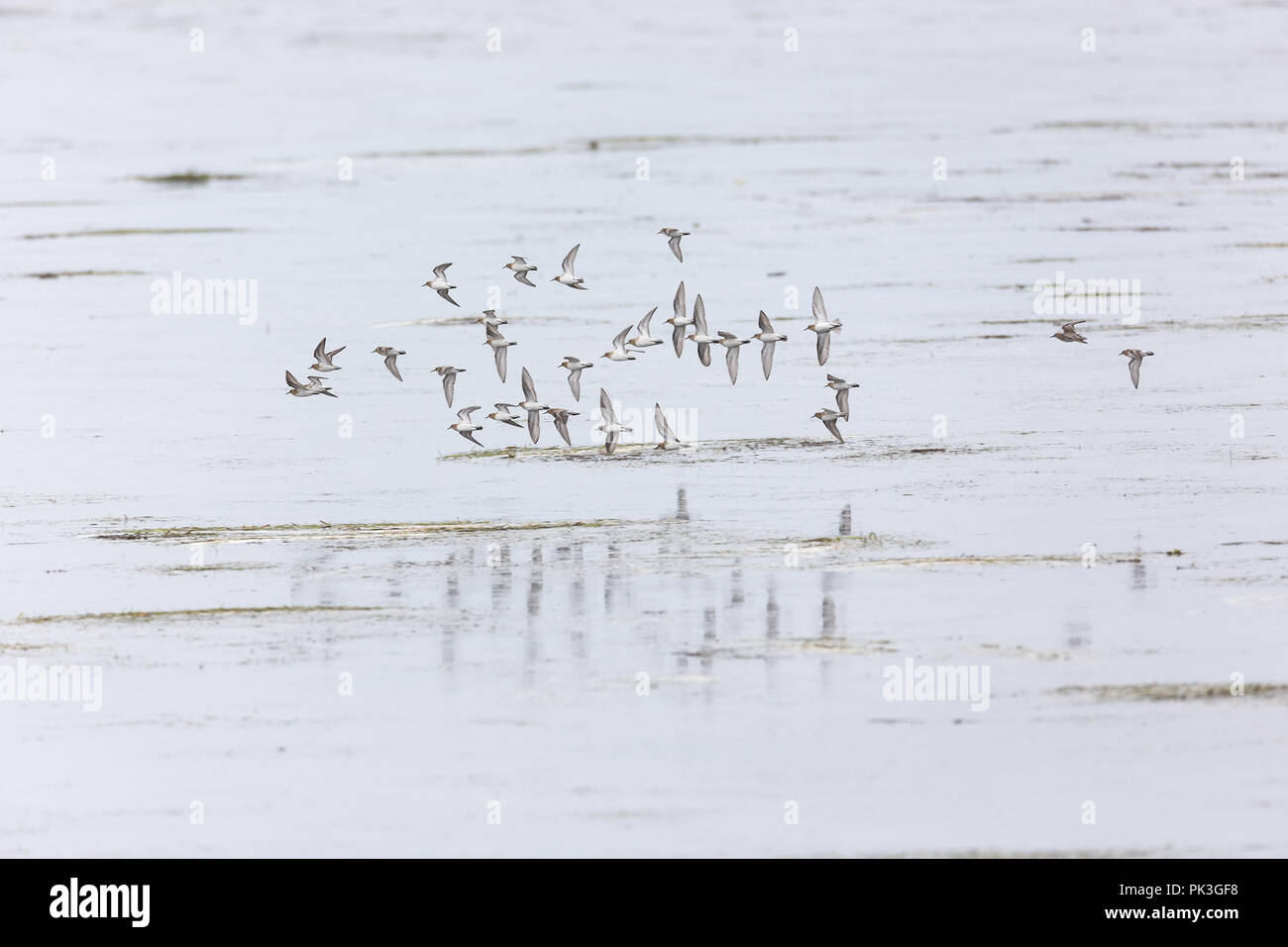 Baird il Sandpiper bird a Vancouver BC Canada Foto Stock