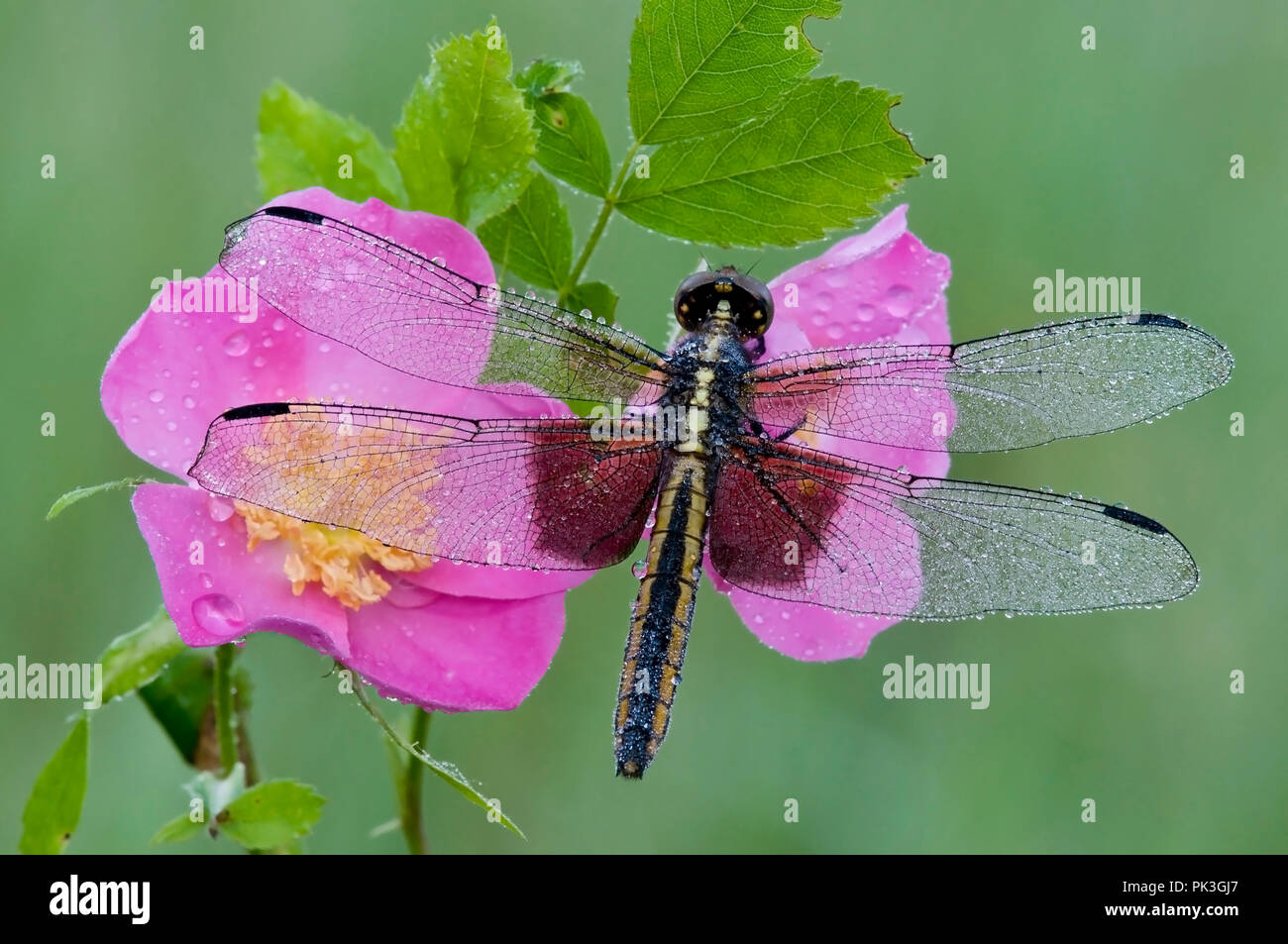 Vedova (Skimmer Libellula luctuosa) su Wild Rose (Rosa acicularis), E STATI UNITI D'AMERICA da saltare Moody/Dembinsky Foto Assoc Foto Stock